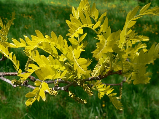 {Gleditsia triacanthos}
